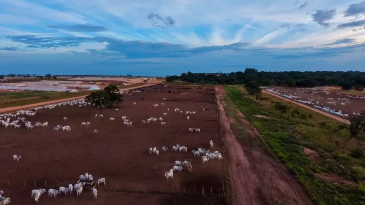 Pecuaristas Adotam Boitéis para Acelerar Engorda e Otimizar Pastagens