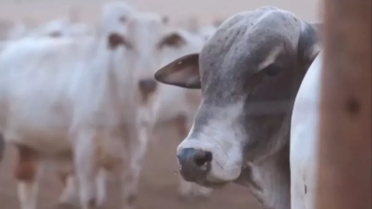 Mercado do boi gordo segue pressionado com maior oferta de animais