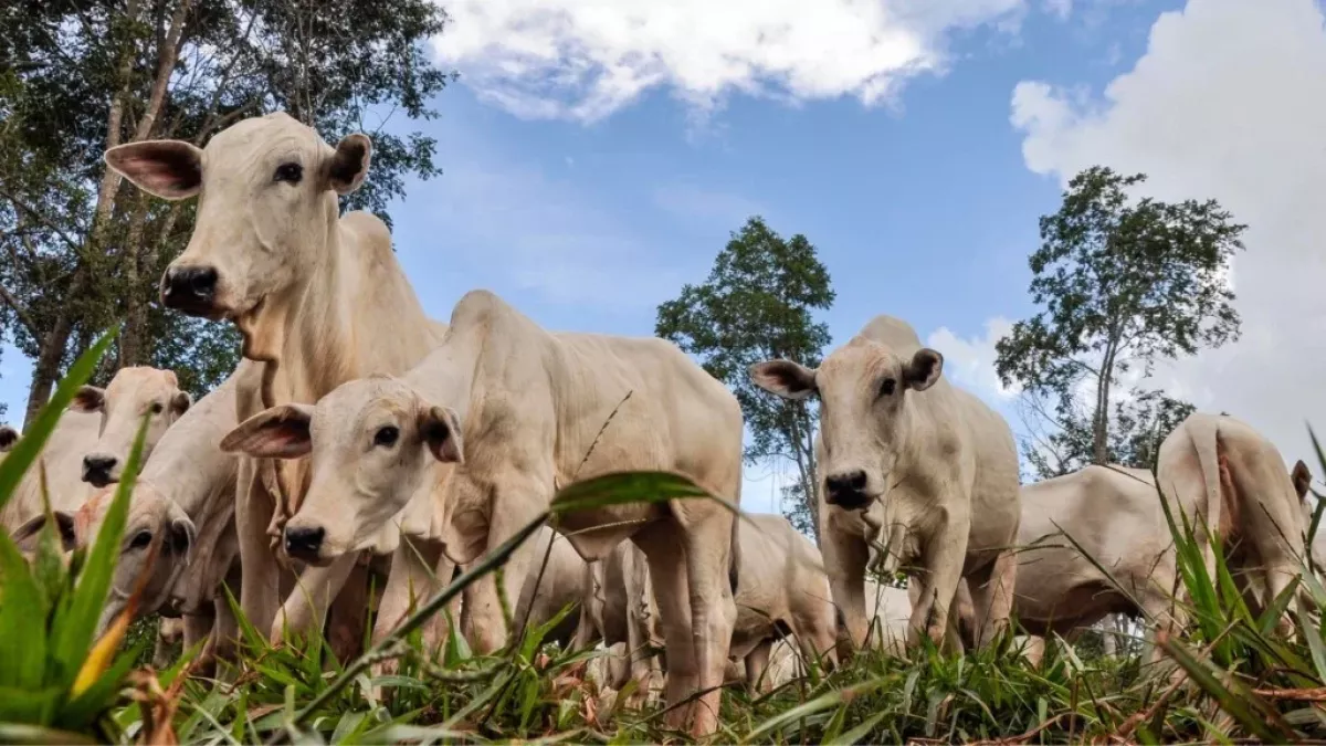 Chuvas favorecem retenção de animais e mantêm mercado do boi gordo estável