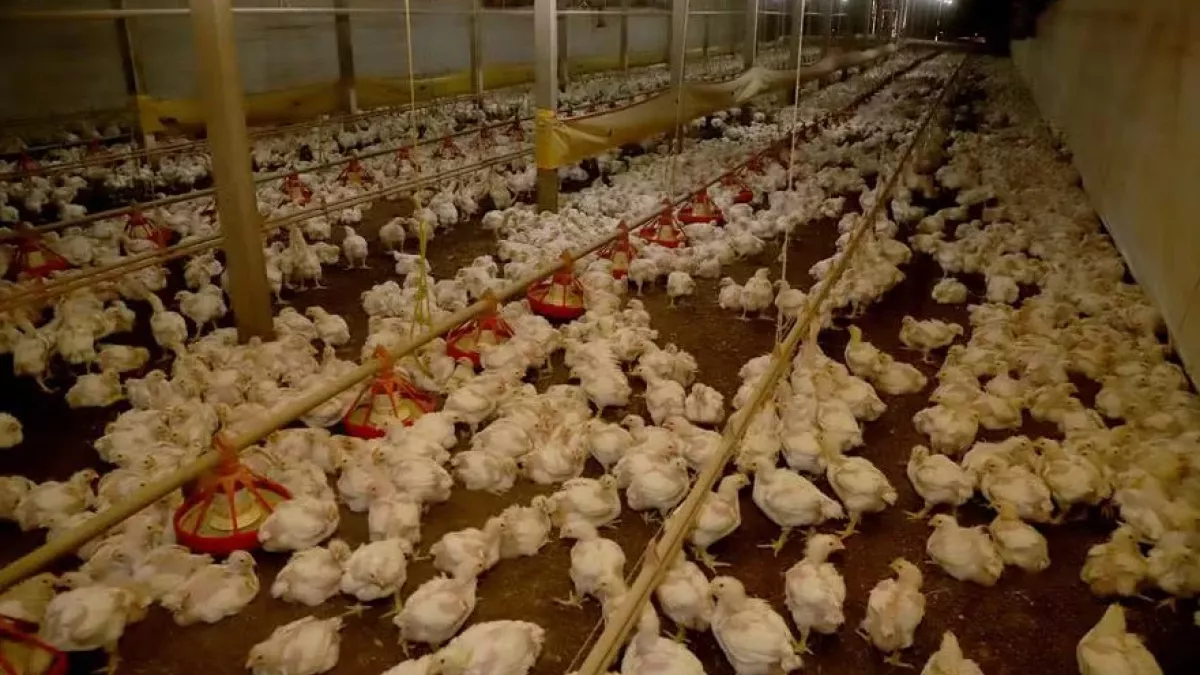 Exportações de aves e suínos batem recorde