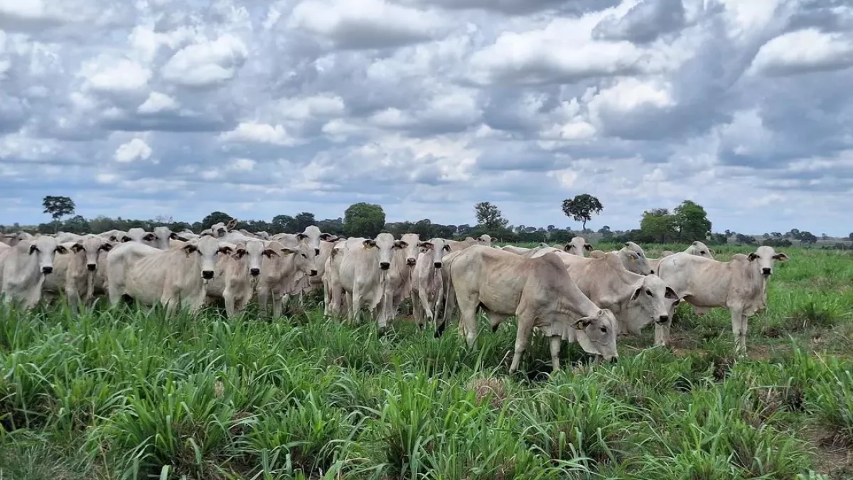 Mercado do boi gordo registra queda nos preços em importantes praças do país