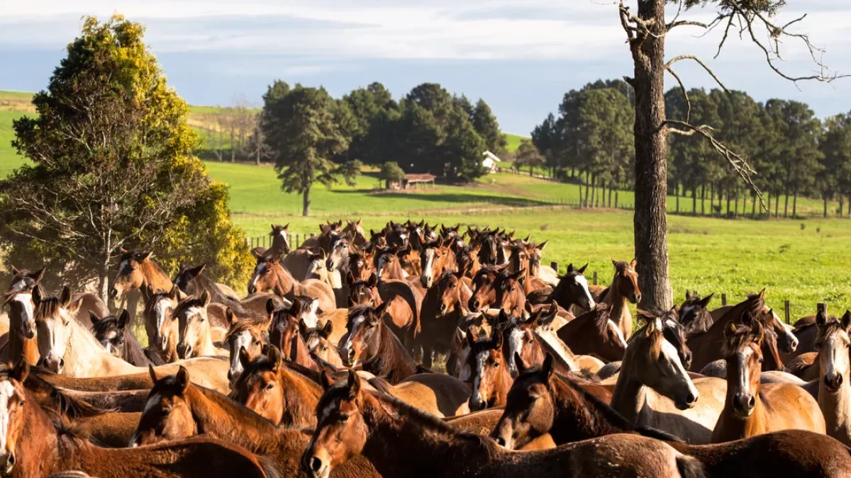 Novas modalidades fortalecem mercado do cavalo Crioulo no Brasil