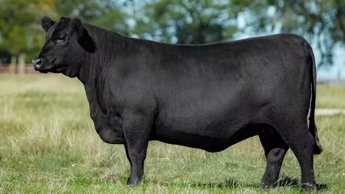 Novilha Angus vendida para Portugal leva genética brasileira à Europa