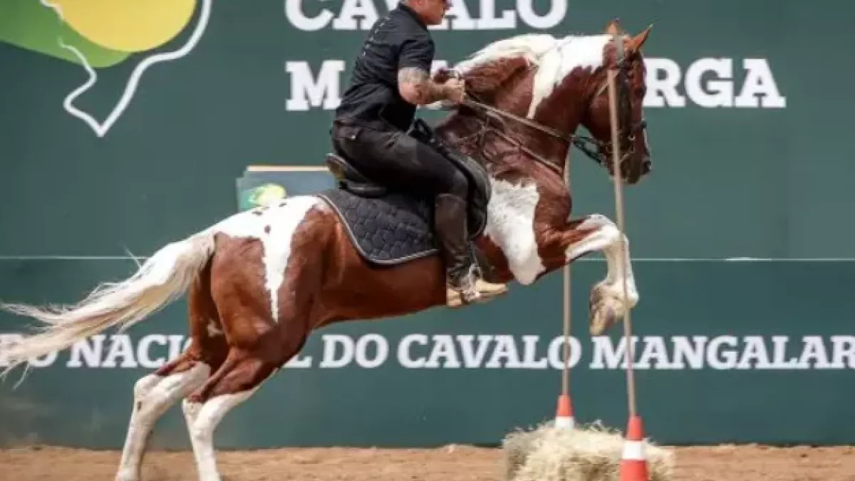 Jacareí recebe 11ª Exposição Regional do Cavalo Mangalarga