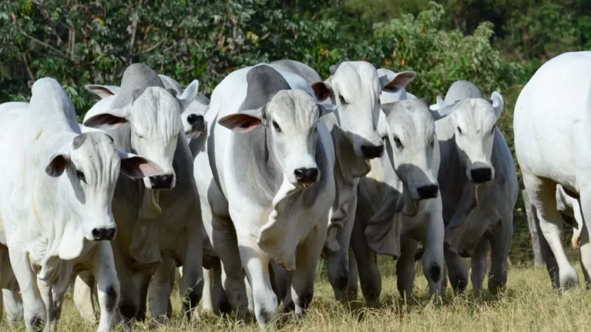 Semana Embrapa Geneplus reúne genética bovina e seleção Nelore em Mato Grosso do Sul