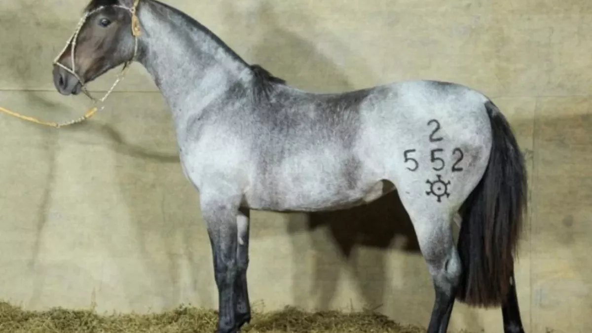 GAP Genética Oferta Cavalos Crioulos de Elite no 2º Remate dos Sonhos