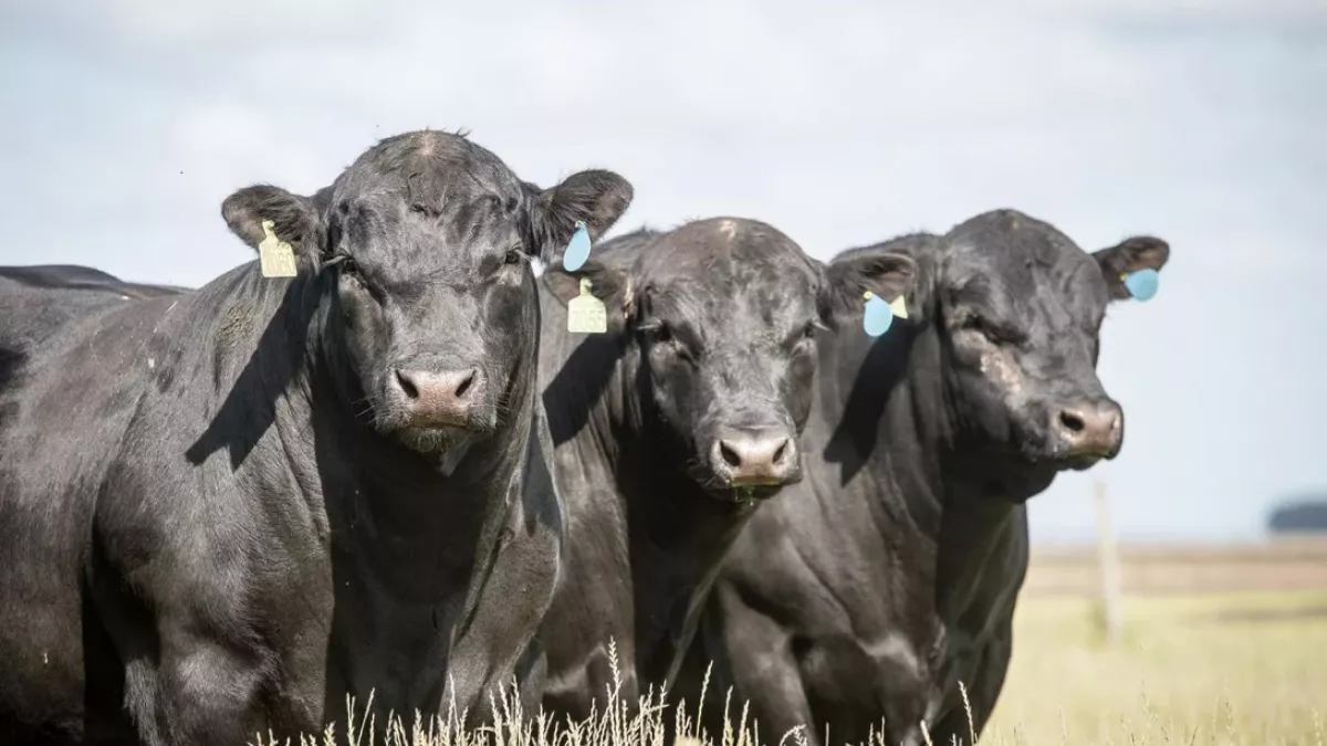 Uso da genética Angus cresce 80% em Rondônia e supera média nacional