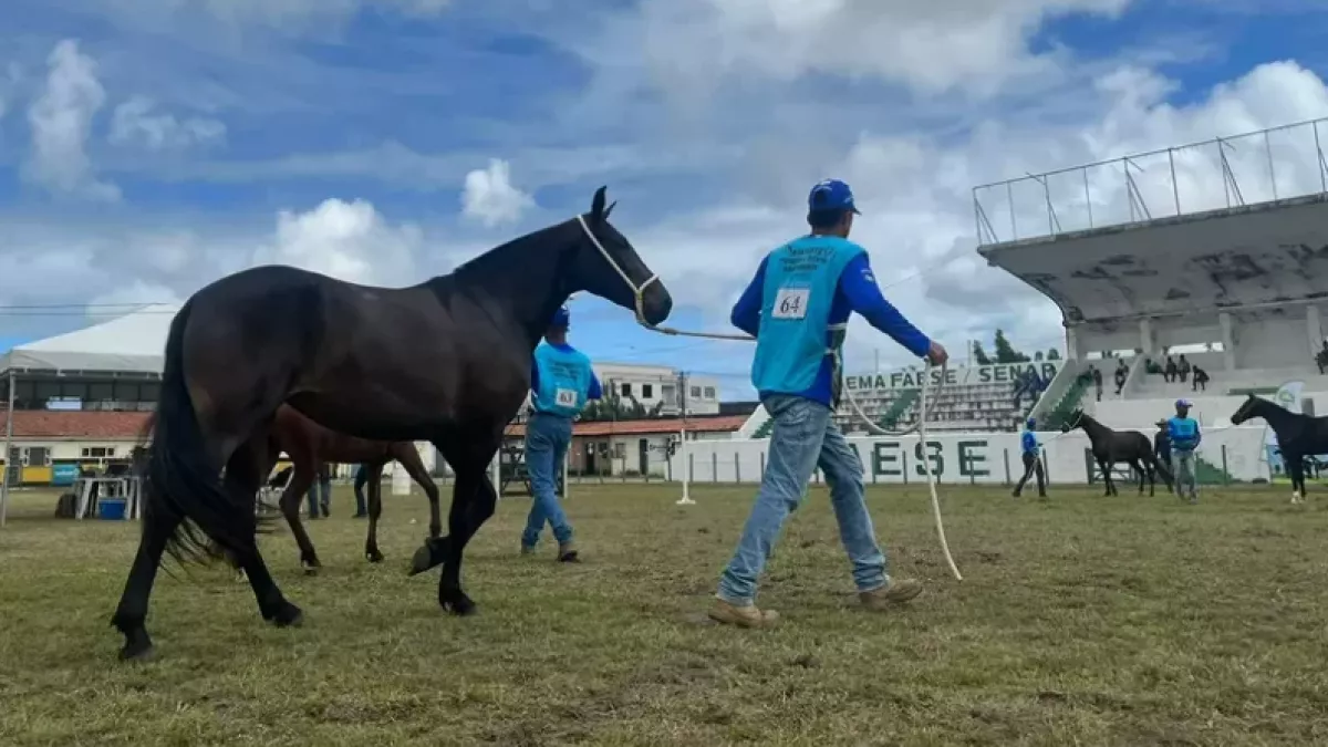 Exposição do Cavalo Mangalarga Marchador movimenta criadores em Aracaju