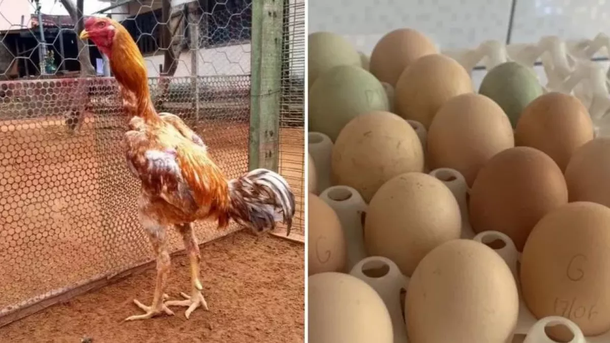 Por que ovos da galinha Índio Gigante podem custar mais de R$ 2 mil a dúzia?