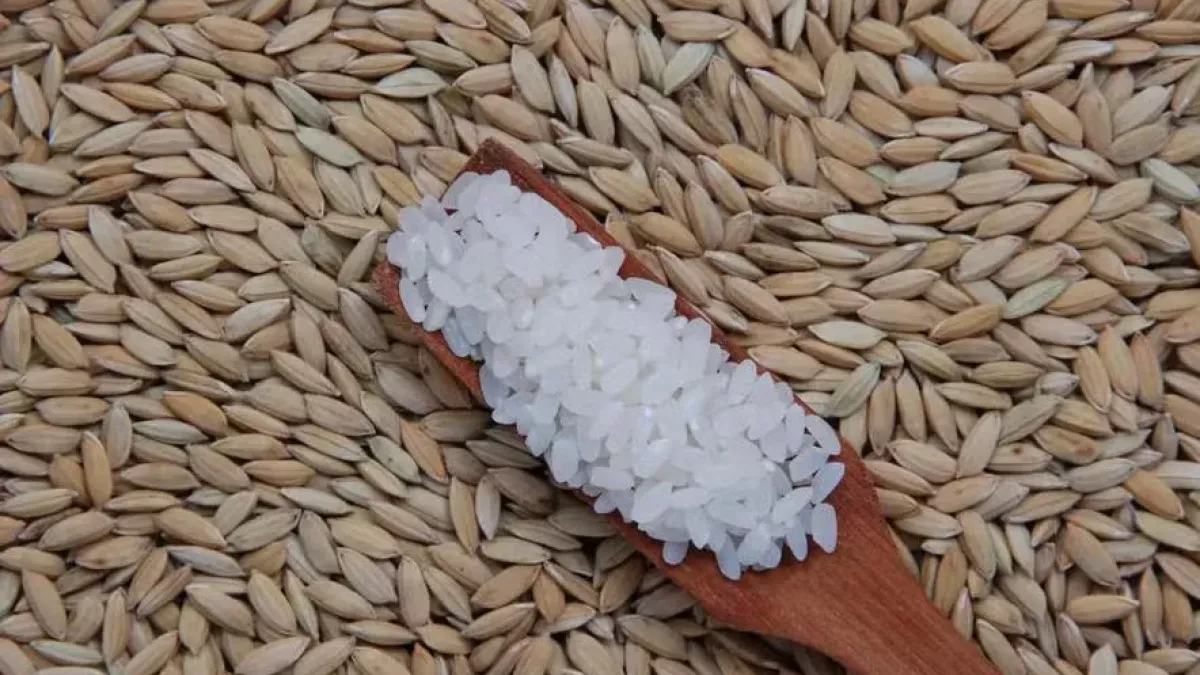 Leilões da Conab reduzem ritmo de negócios no mercado de arroz