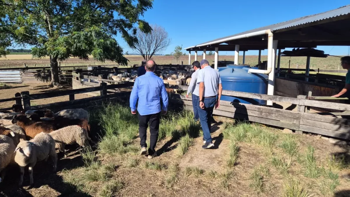 Santa Catarina busca ampliar produtividade da ovinocaprinocultura com apoio da Embrapa