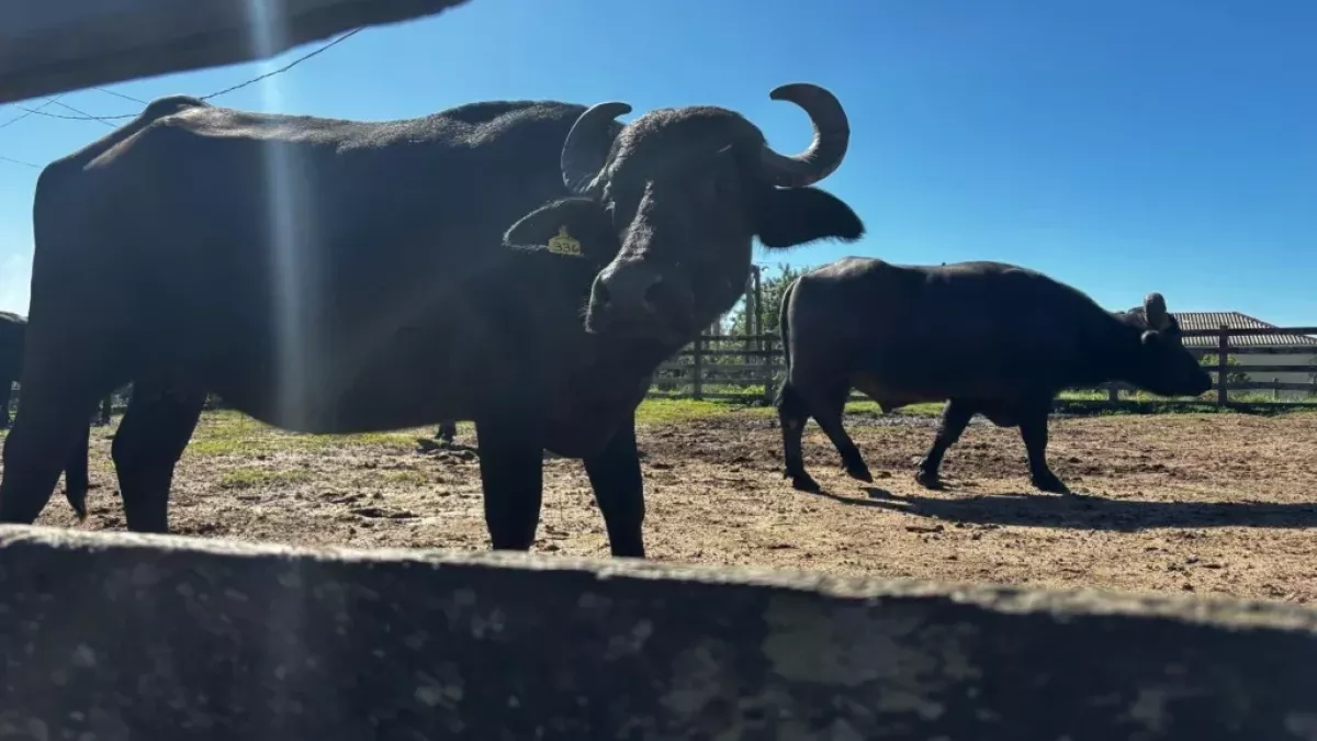 ABCB afirma que presença de búfalos em reserva de Rondônia é caso isolado e não representa a atividade no paí