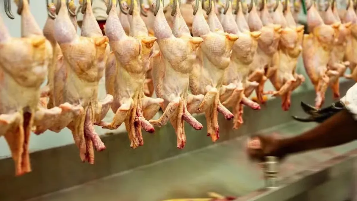 Exportações de carne de frango superam US$ 1 bilhão e batem recorde em maio
