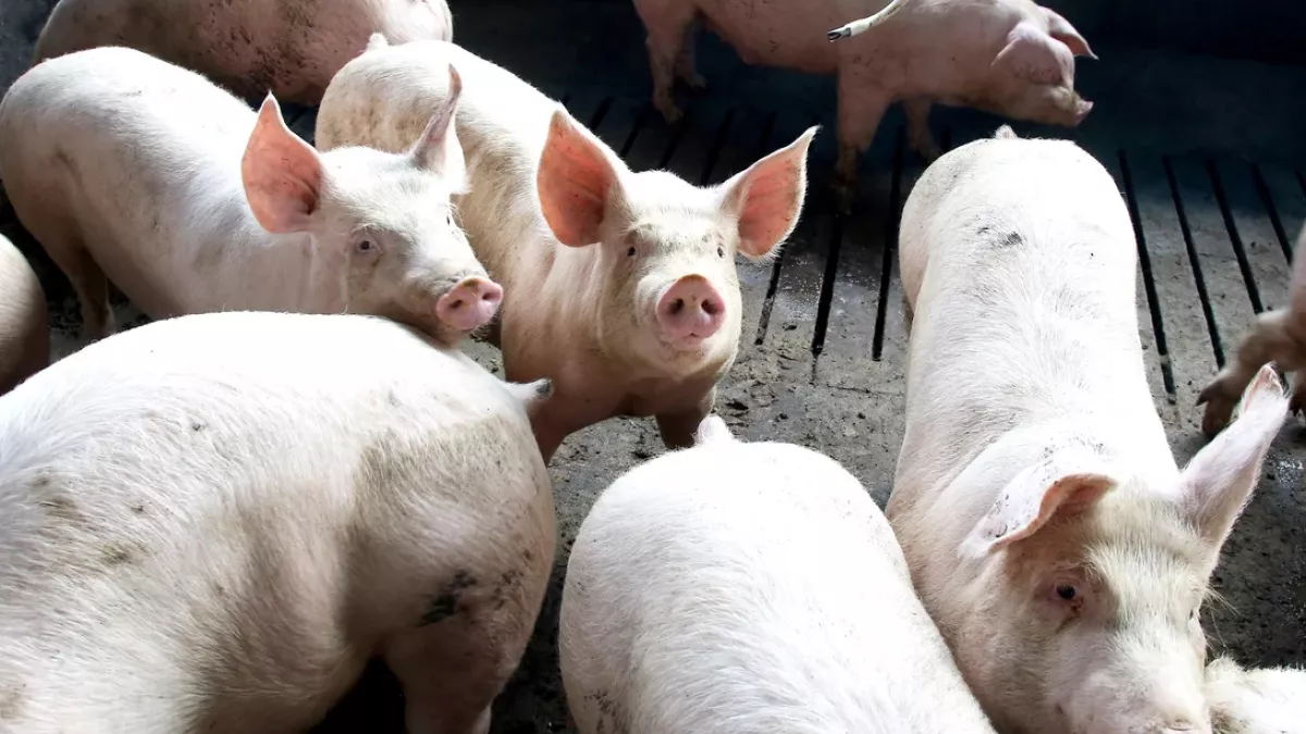Paraná mantém liderança no fornecimento de carne suína ao mercado nacional pelo oitavo ano consecutivo