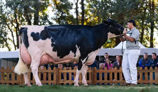 52ª Expoleite Destaca Genética da Raça Holandesa em Arapoti (PR)