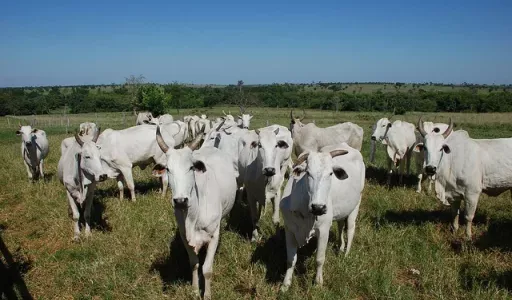Preço do Boi Gordo Sobe no 1º Semestre de 2026 e Quebra Padrão Histórico