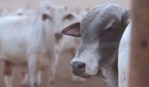 Mercado do boi gordo segue pressionado com maior oferta de animais
