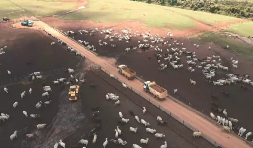 Brasil deve se aproximar de 10 milhões de bovinos confinados em 2026