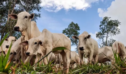 Chuvas favorecem retenção de animais e mantêm mercado do boi gordo estável