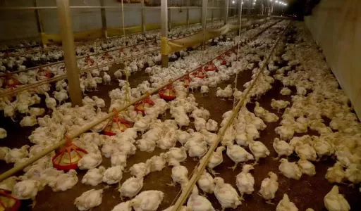 Exportações de aves e suínos batem recorde