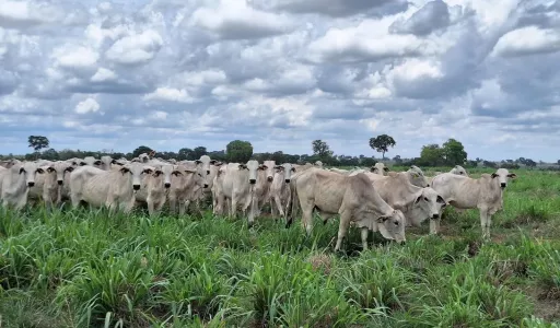 Mercado do boi gordo registra queda nos preços em importantes praças do país