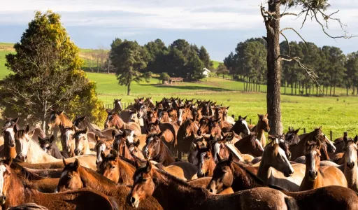 Novas modalidades fortalecem mercado do cavalo Crioulo no Brasil