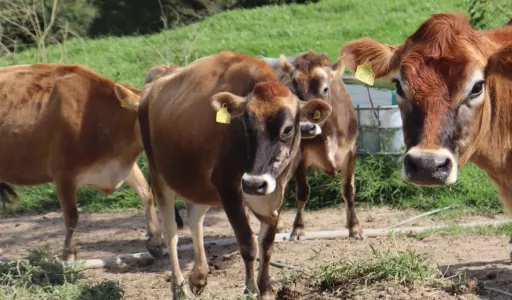 Pronampe Leite movimenta R$ 108 milhões em apenas 90 dias em Santa Catarina