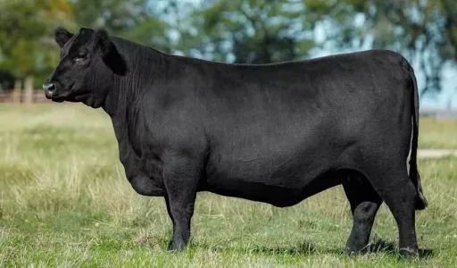 Novilha Angus vendida para Portugal leva genética brasileira à Europa