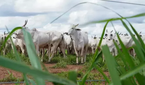 Mercado do boi gordo inicia semana com preços estáveis na maior parte do país