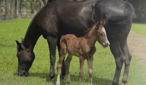 Amapá Registra Nascimento do Primeiro Cavalo Crioulo por Inseminação Artificial