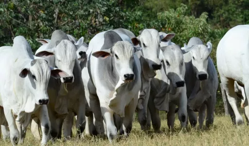 Semana Embrapa Geneplus reúne genética bovina e seleção Nelore em Mato Grosso do Sul