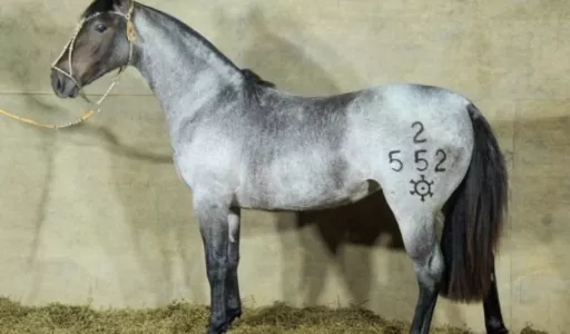 GAP Genética Oferta Cavalos Crioulos de Elite no 2º Remate dos Sonhos