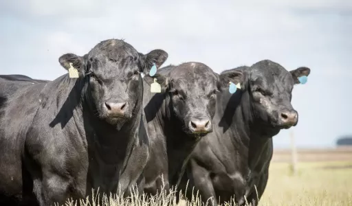 Uso da genética Angus cresce 80% em Rondônia e supera média nacional