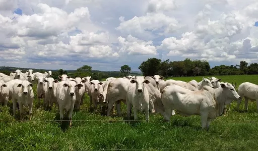 Estudo aponta que pecuária brasileira pode reduzir emissões em até 92,6% até 2050