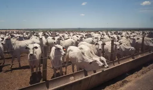 Custo de Confinamento no Sudeste Atinge o Menor Patamar de 2026 em Junho