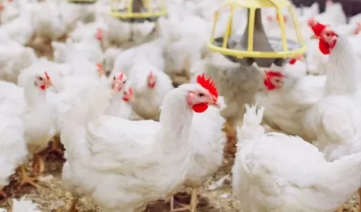 Queda nos Custos da Ração e Alta do Frango Elevam Margens da Avicultura em SP