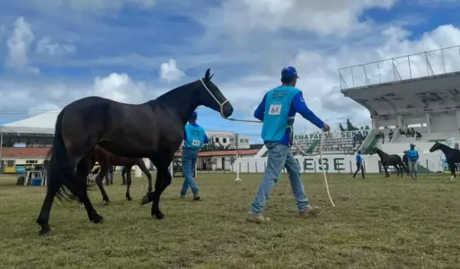 Exposição do Cavalo Mangalarga Marchador movimenta criadores em Aracaju