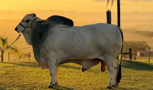 Dono do touro mais pesado do Brasil recusou oferta de R$ 500 mil