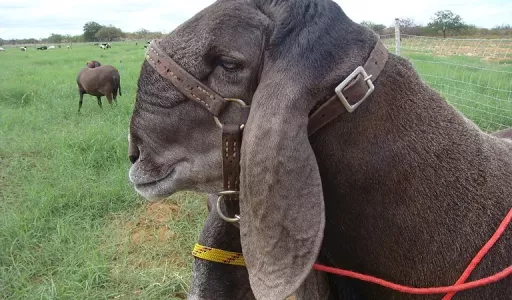 Mapa reconhece oficialmente a raça ovina Berganês no Brasil
