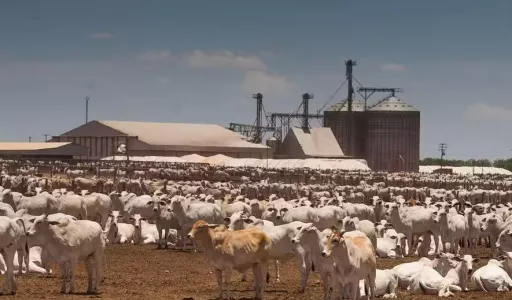 Custo do confinamento recua no Centro-Oeste e reduz diferença para o Sudeste