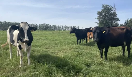 Pronampe Leite movimenta R$ 108 milhões e beneficia mais de 3,7 mil produtores em SC
