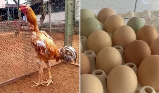 Por que ovos da galinha Índio Gigante podem custar mais de R$ 2 mil a dúzia?