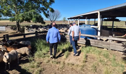 Santa Catarina busca ampliar produtividade da ovinocaprinocultura com apoio da Embrapa