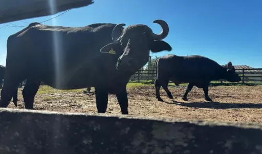 ABCB afirma que presença de búfalos em reserva de Rondônia é caso isolado e não representa a atividade no paí