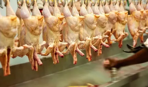Exportações de carne de frango superam US$ 1 bilhão e batem recorde em maio