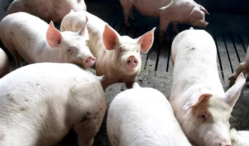 Paraná mantém liderança no fornecimento de carne suína ao mercado nacional pelo oitavo ano consecutivo