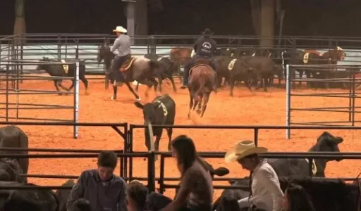 Expo Mangalarga e Mega Ranch movimentam Jaguariúna com mais de 150 animais