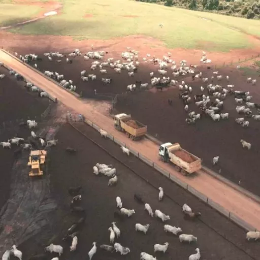 Brasil deve se aproximar de 10 milhões de bovinos confinados em 2026
