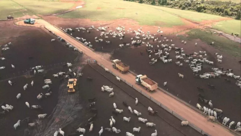 Brasil deve se aproximar de 10 milhões de bovinos confinados em 2026