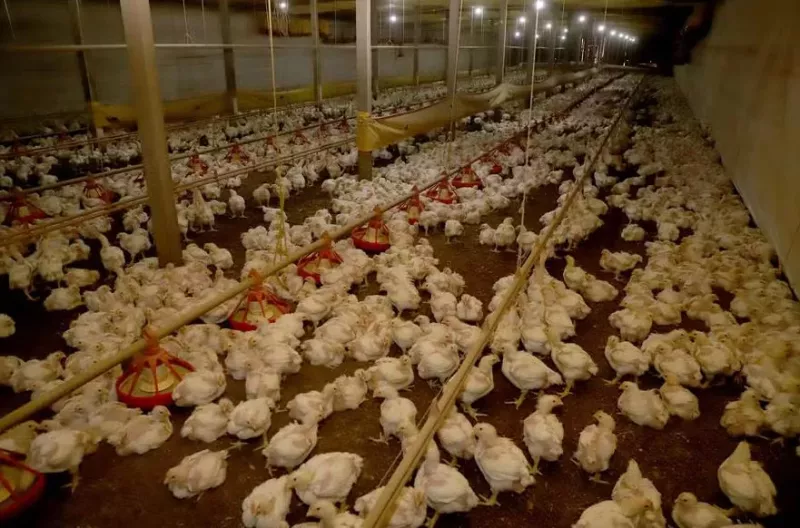 Exportações de aves e suínos batem recorde